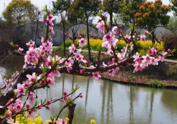 上海周边桃花景点：上海辰山植物园/上海植物园/大宁绿地/南汇桃花村/大团桃园/新场桃源/合庆有机桃园/滨海桃源