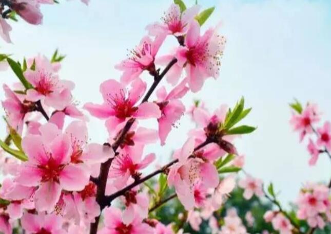 上海周边桃花景点：上海辰山植物园/上海植物园/大宁绿地/南汇桃花村/大团桃园/新场桃源/合庆有机桃园/滨海桃源