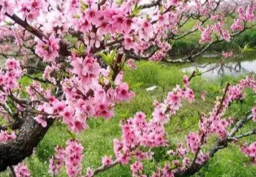 上海周边桃花景点：上海辰山植物园/上海植物园/大宁绿地/南汇桃花村/大团桃园/新场桃源/合庆有机桃园/滨海桃源