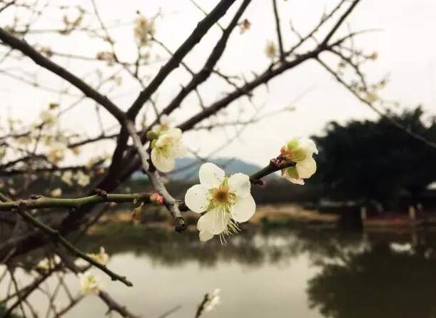 广州萝岗香雪公园梅花什么时候开：农历岁末和冬至前后