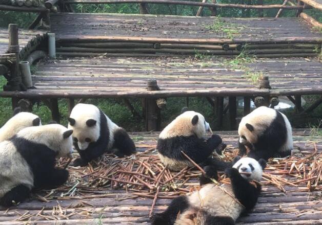 成都机场周边旅游景点：成都大熊猫繁育研究基地/金沙遗址博物馆/三圣乡/新都桥梁公园/ 长青古镇/三岔湖风景区