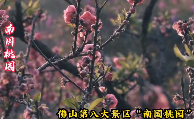 佛山八大景区：西樵山/祖庙/清晖园/南风古灶/陈村花卉世界