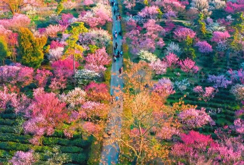 南京梅花山最佳赏梅时间：每年2月中旬到3月初
