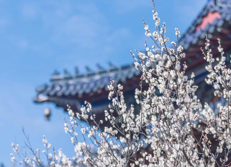 南京梅花山最佳赏梅时间：每年2月中旬到3月初