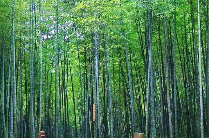 1、蜀南竹海旅游攻略